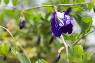 Ağaç, taze bezelye çiçek üzerinde mor çiçekler.