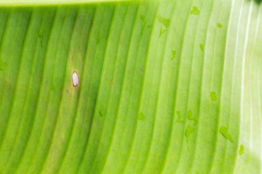 Muz Yaprak, desen arka plan olarak kullanmak için yukarı kapatın