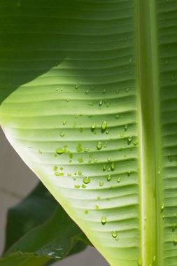 Muz Yaprak, desen arka plan olarak kullanmak için yukarı kapatın