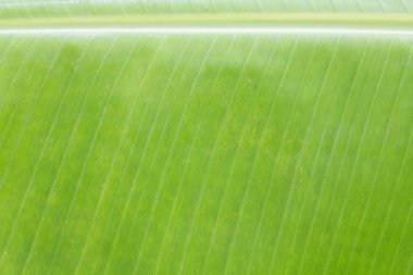 Muz Yaprak, desen arka plan olarak kullanmak için yukarı kapatın