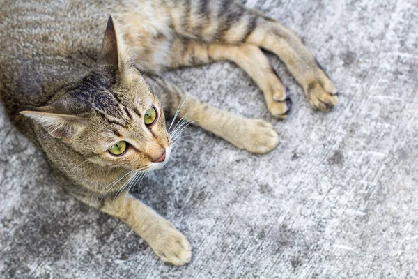 Tailandia Cat Letargico Astratto Siam Gatto Sedersi Sul Pavimento Cemento — Foto Stock