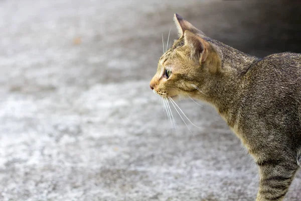 Tailândia Gato Letárgico Siam Gato Abstrato Sentar Chão Cimento Cat — Fotografia de Stock