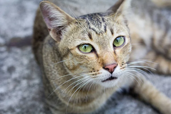 Tailandia Gato Letárgico Resumen Siam Gato Sentarse Suelo Cemento Gato — Foto de Stock