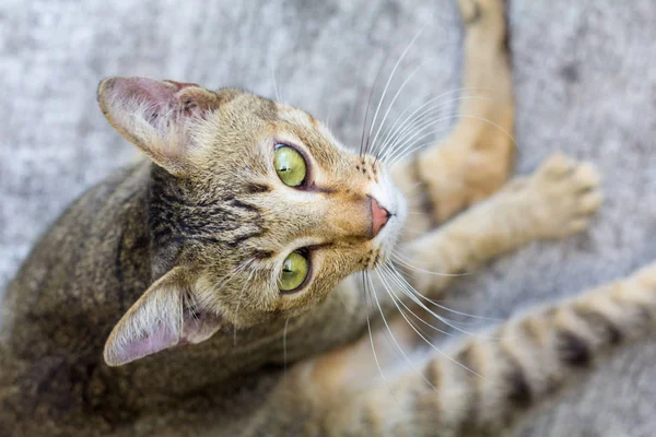 Thailand Cat Lethargic Abstract Siam Cat Sit Cement Floor Cat — Stock Photo, Image
