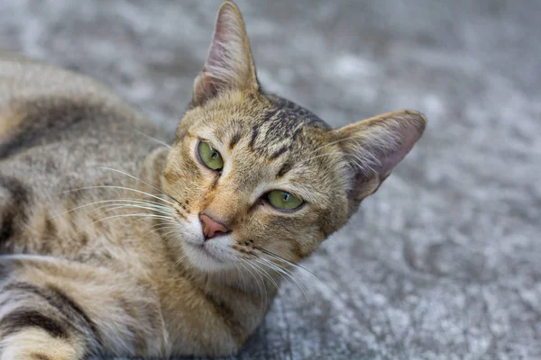 Thailand Cat Lethargic Abstract Siam Cat Sit Cement Floor Cat — Stock Photo, Image