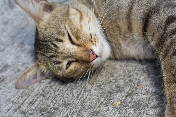 Tayland kedi uyuşuk. Soyut Siyam kedi çimento yere otur. Kedi beyaz katta oturmak.