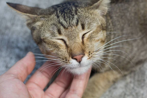 Tailandia Gato Letárgico Resumen Siam Gato Sentarse Suelo Cemento Gato — Foto de Stock