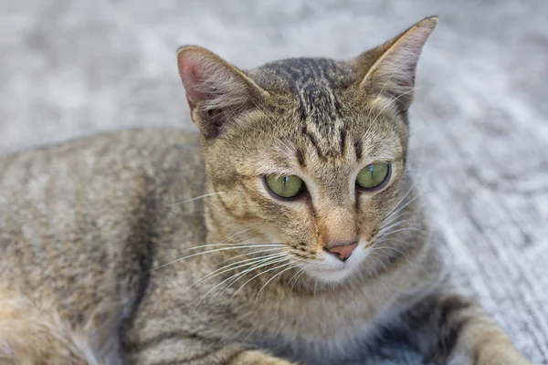 Thailand Cat Lethargic Abstract Siam Cat Sit Cement Floor Cat — Stock Photo, Image