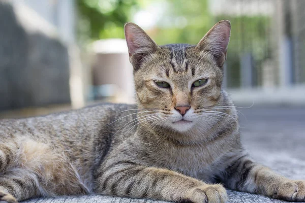 Tailandia Gato Letárgico Resumen Siam Gato Sentarse Suelo Cemento Gato — Foto de Stock