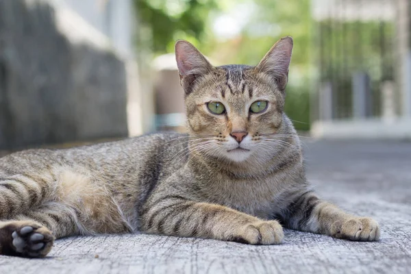 Tailandia Cat Letargico Astratto Siam Gatto Sedersi Sul Pavimento Cemento — Foto Stock