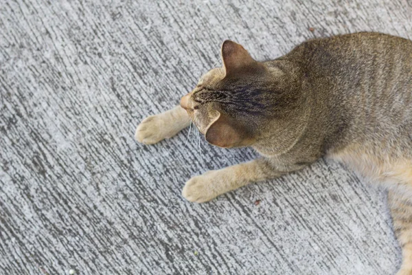 Tailândia Gato Letárgico Siam Gato Abstrato Sentar Chão Cimento Cat — Fotografia de Stock