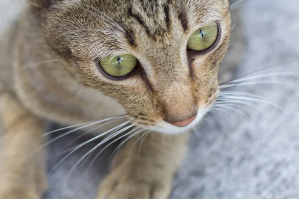 Tailandia Gato Letárgico Resumen Siam Gato Sentarse Suelo Cemento Gato — Foto de Stock