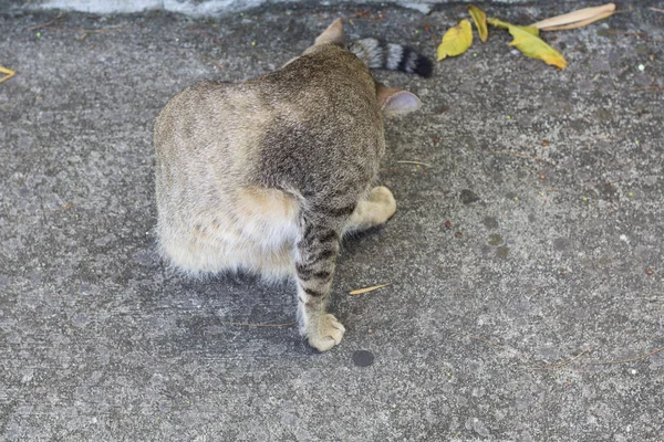 Thailand Cat Lethargic Abstract Siam Cat Sit Cement Floor Cat — Stock Photo, Image