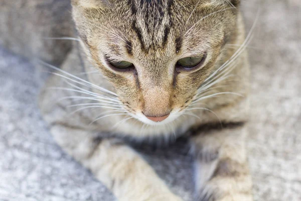 Tailandia Cat Letargico Astratto Siam Gatto Sedersi Sul Pavimento Cemento — Foto Stock
