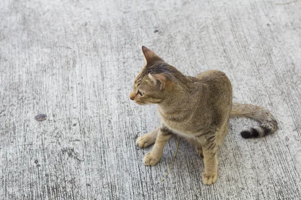 Tailândia Gato Letárgico Siam Gato Abstrato Sentar Chão Cimento Cat — Fotografia de Stock