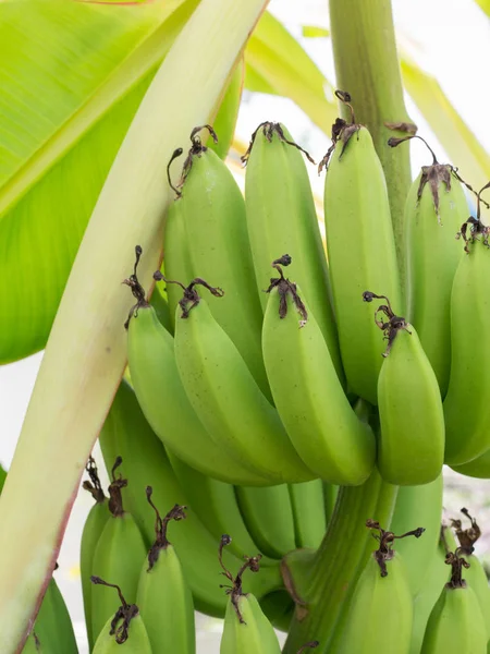 Cierre Verde Plátanos Crudos Plátano Verde Joven Árbol Plátanos Inmaduros — Foto de Stock