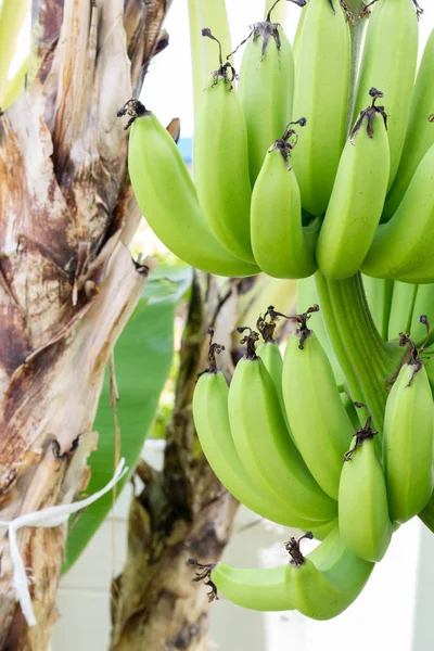 Close up green Raw Bananas. Young green banana on tree. Unripe bananas close up.