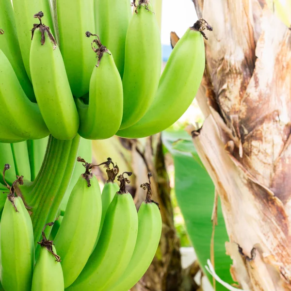 Cierre Verde Plátanos Crudos Plátano Verde Joven Árbol Plátanos Inmaduros — Foto de Stock
