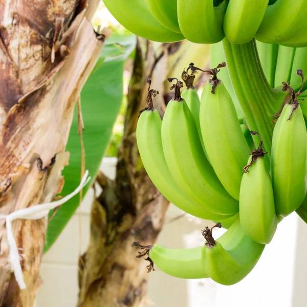 Cierre Verde Plátanos Crudos Plátano Verde Joven Árbol Plátanos Inmaduros — Foto de Stock