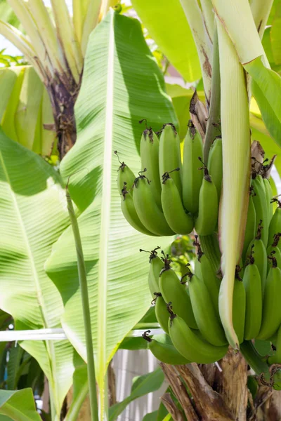 Bliska Surowego Bananów Zielonych Młodych Zielonych Bananów Drzewo Niedojrzałe Banany — Zdjęcie stockowe