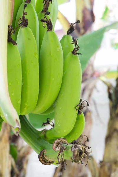 Chiudi Banane Crude Verdi Giovane Banana Verde Sull Albero Banane — Foto Stock