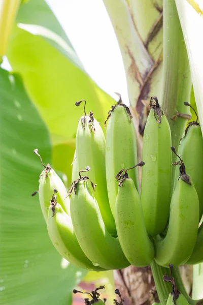 Chiudi Banane Crude Verdi Giovane Banana Verde Sull Albero Banane — Foto Stock