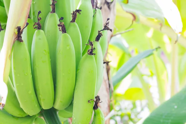 Close up green Raw Bananas. Young green banana on tree. Unripe bananas close up.