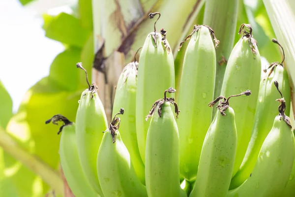 Chiudi Banane Crude Verdi Giovane Banana Verde Sull Albero Banane — Foto Stock