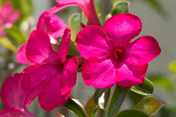 Doğal Çiçek Açelya Çiçek Impala Lily Veya Çöl Gülü Veya — Stok fotoğraf