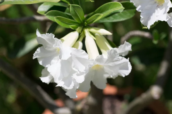 natural flowers Azalea flowers. Impala Lily or Desert Rose or Mock Azalea, beautiful white flower in garden.