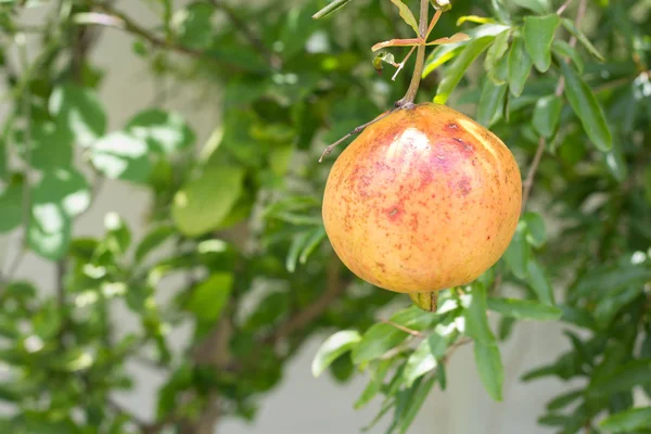 Fruta Rubi Único Árvore Frutas Romã — Fotografia de Stock