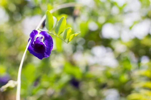 Flores Color Púrpura Árbol Flor Guisante — Foto de Stock