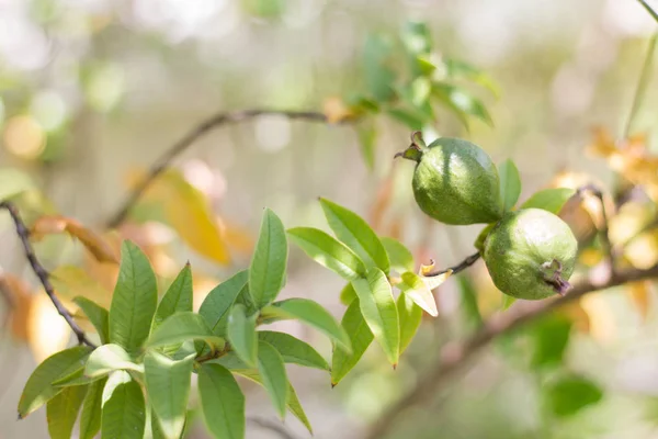 Guava meyve ağacına. Sofe odak ve diğer bulanık.