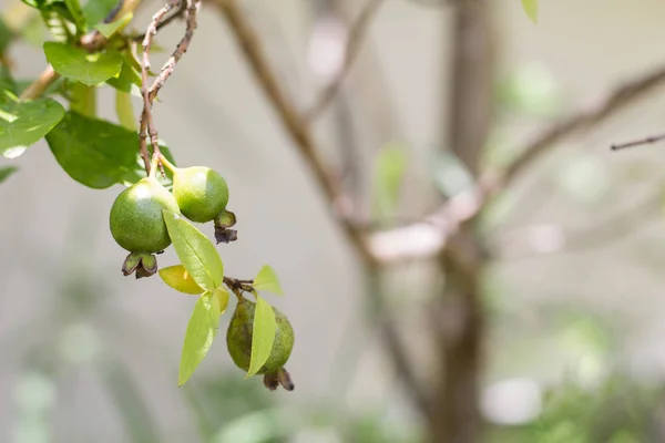 Guava meyve ağacına. Sofe odak ve diğer bulanık.