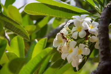 Soyut yumuşak odak Frangipani çiçeğinin, Plumeria flora, mezarlık ağacı ile güzel kağıt çiçek vintage Bahçe, çim arka plan bulanık, Asya çiçek bırakır..