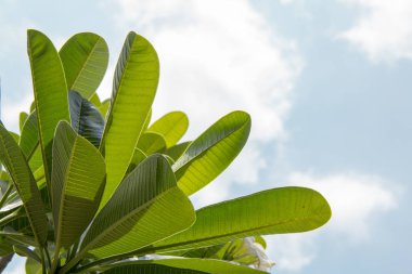 Frangipani yaprak, Plumeria yaprak, mezarlık ağacı yaprakları. Vintage Bahçe Asyalı çıtır.
