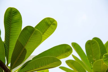 Frangipani yaprak, Plumeria yaprak, mezarlık ağacı yaprakları. Vintage Bahçe Asyalı çıtır.