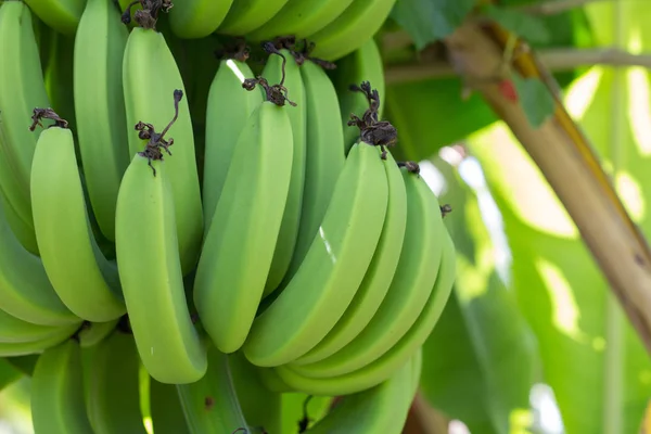 Jonge Groene Banaan Boom Onrijpe Bananen Close — Stockfoto