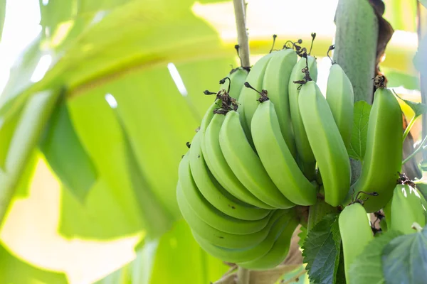 Plátanos Verdes Crudos Plátano Verde Joven Árbol Plátanos Inmaduros Cerca — Foto de Stock
