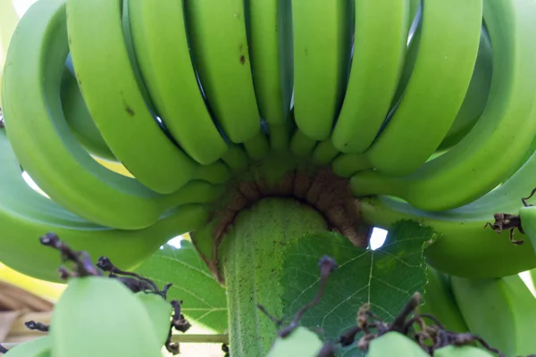 Young green banana on tree. Unripe bananas close up.