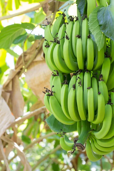 Muchos Plátanos Verdes Plátano Verde Joven Árbol Plátanos Inmaduros Cerca — Foto de Stock