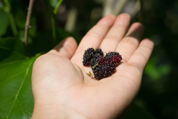 Mão Segurando Amoras Com Luz Solar Jardim Foco Suave Amoras — Fotografia de Stock