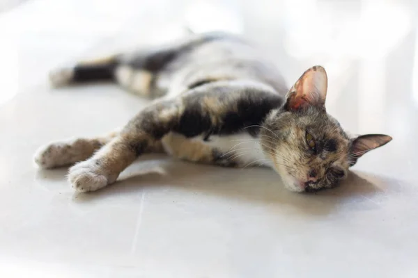 Siyam kedi, bir şeye bak. Siyam kedisi. Kahverengi ve siyah tombul. Şişman kedi yakın çekim.