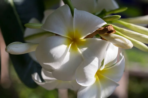 Frangipani Çiçek Soyut Plumeria Flora Işık Gölge Ile Kapatmak — Stok fotoğraf