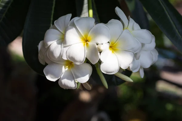 Frangipani Çiçek Soyut Plumeria Flora Işık Gölge Ile Kapatmak — Stok fotoğraf