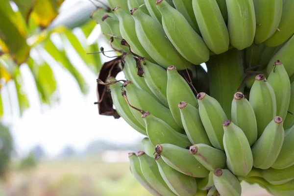 Bananas Verdes Cruas Banana Verde Jovem Árvore Bananas Verdes Perto — Fotografia de Stock