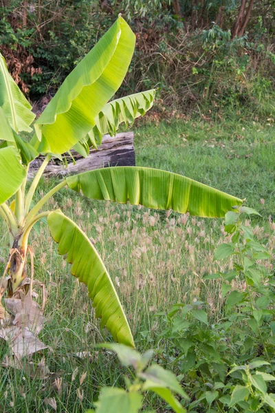 Banana Folha Abstrata Campo Folha Banana Verde Floresta — Fotografia de Stock