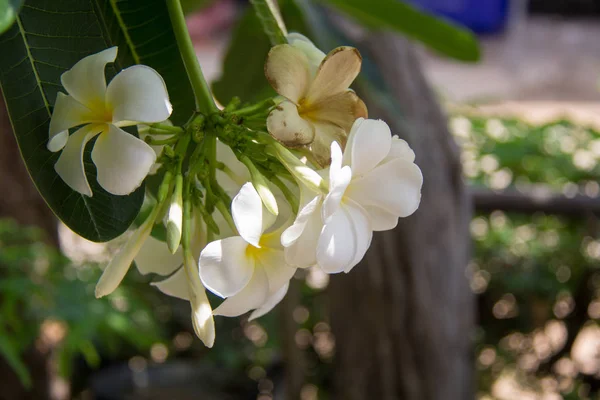 Soyut yumuşak odak Frangipani çiçeğinin, ışık ve gölge içinde belgili tanımlık geçmiş Plumeria flora.