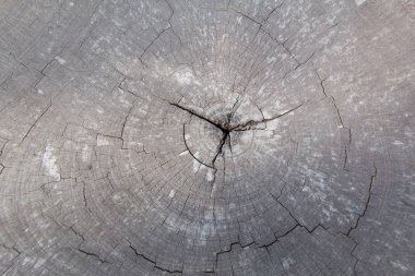 Eski ahşap arka plan doku. Ahşap tahta kahverengi doku arka plan. arka plan olarak kullanılan eski, grunge ahşap paneller