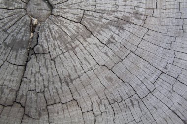 Eski ahşap arka plan doku. Ahşap tahta kahverengi doku arka plan. arka plan olarak kullanılan eski, grunge ahşap paneller